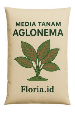 jual media taman aglonema, media tanam aglonema