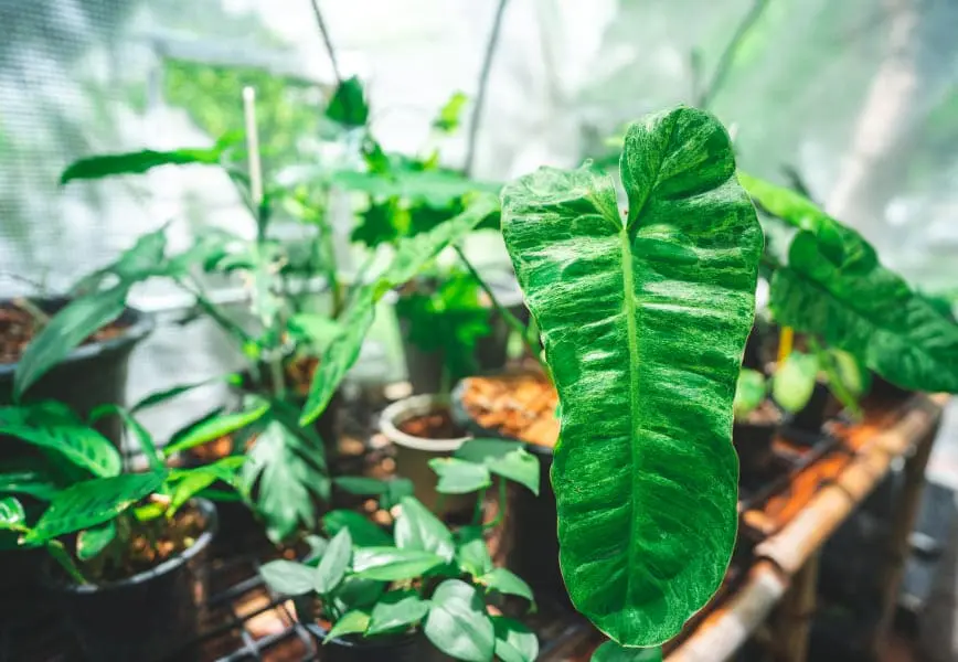 Indoor plant styling dengan tanaman hias