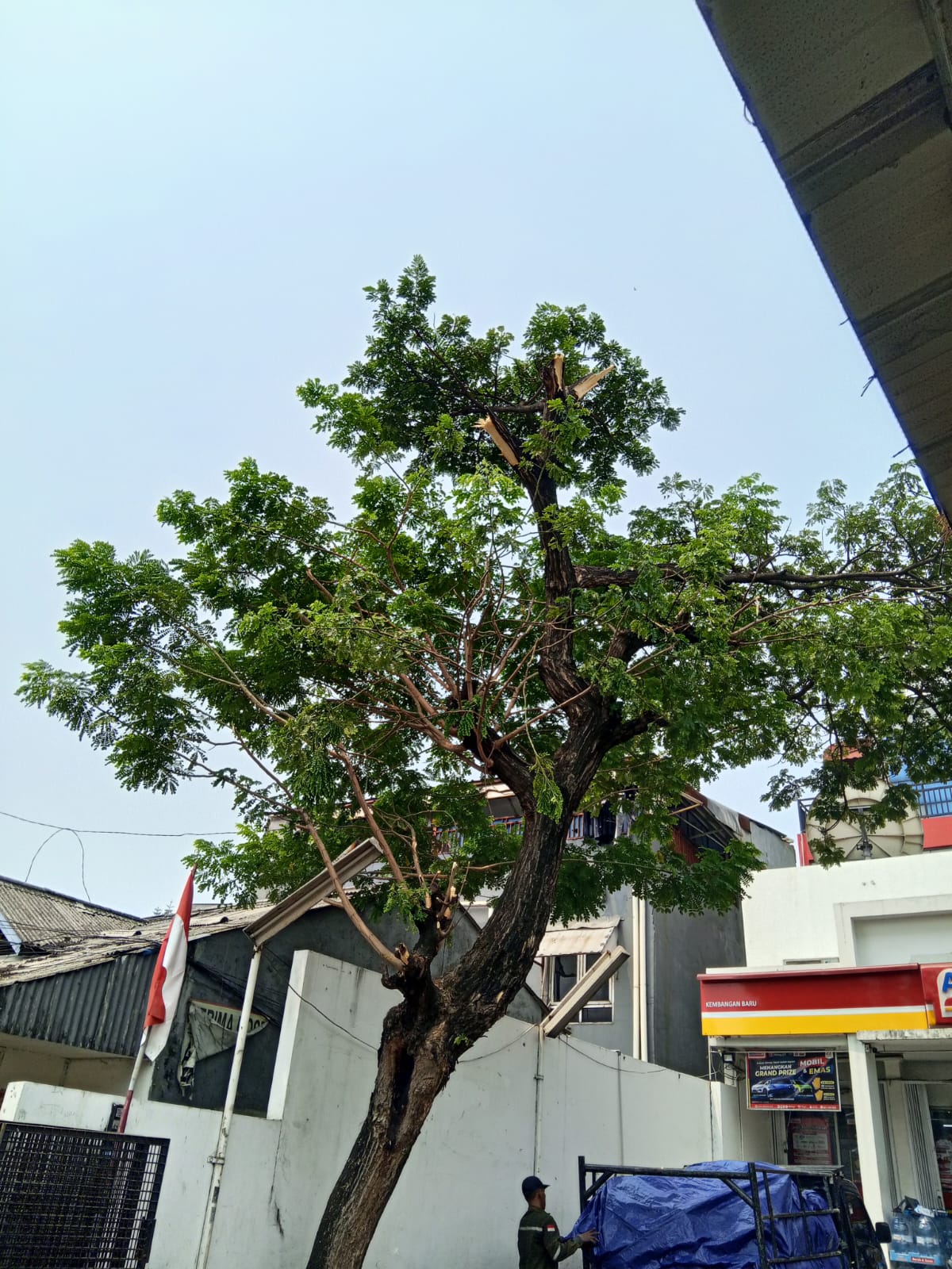 Hasil pemangkasan pohon dekat bangunan di Bekasi