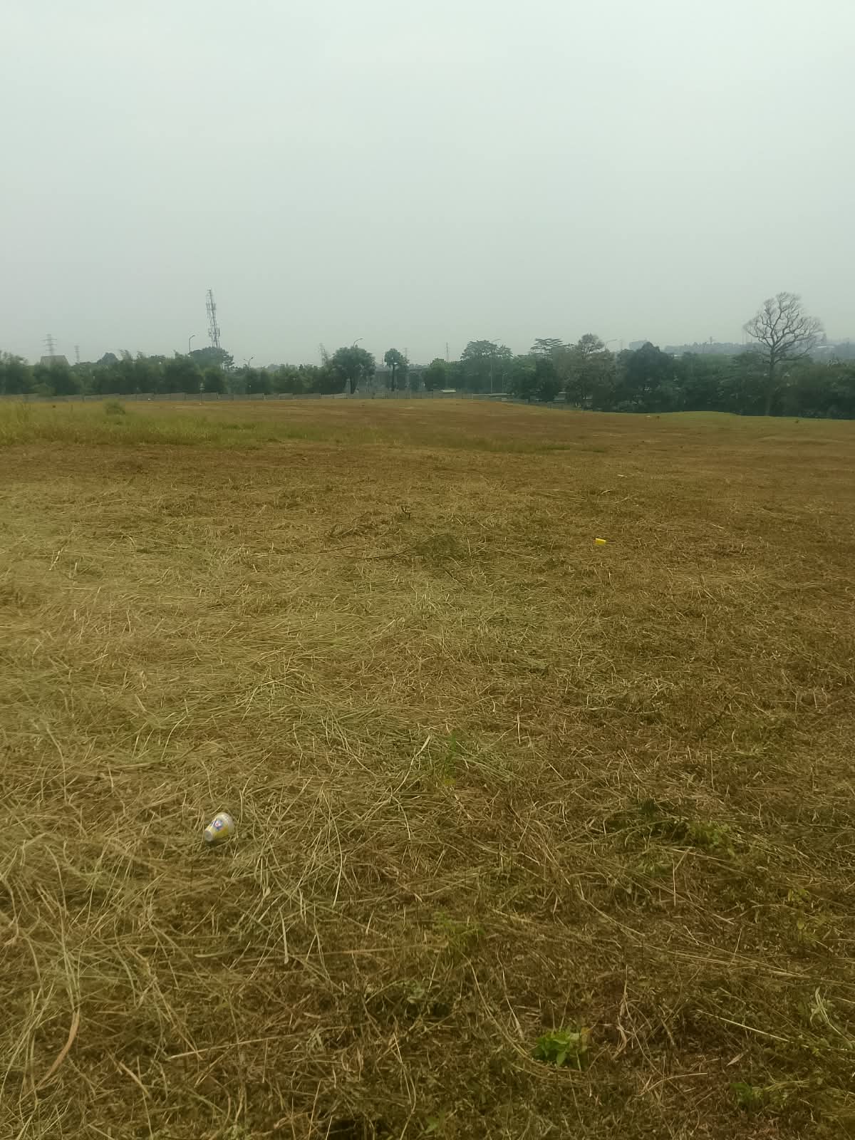 Hasil pemotongan rumput pada lahan terbuka di Bogor
