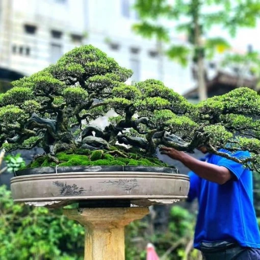 jasa perawatan taman, jasa rawat taman, jasa perawatan taman, harga perawatan taman per meter, jasa perawatan tanaman, biaya perawatan taman, jasa perawatan taman rumah