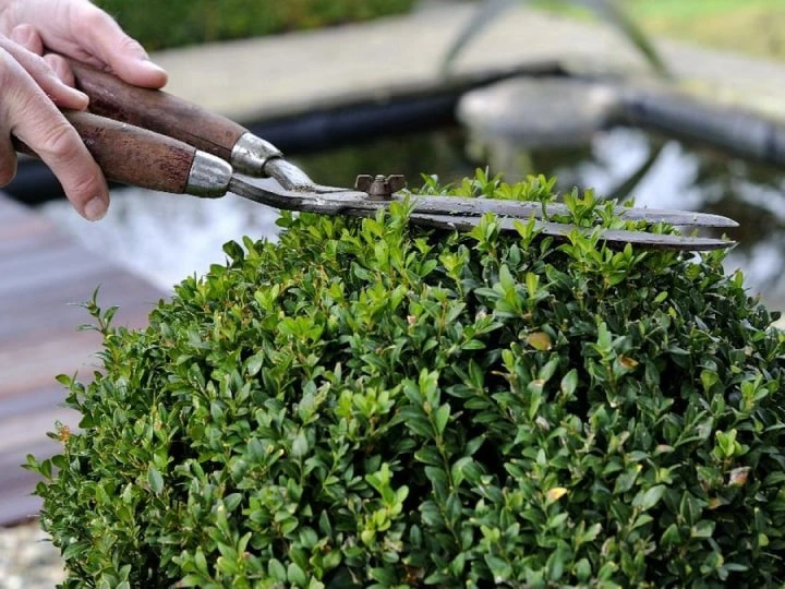 jasa potong rumput jakarta