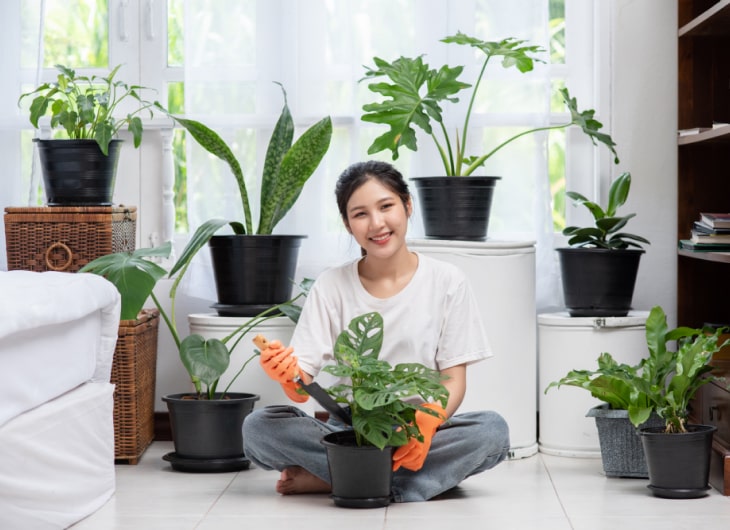 10 Tanaman Hias yang Mudah Dirawat di Dalam Rumah