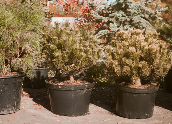 tukang taman, tukang taman terdekat, jasa taman, jasa tukang taman, tukang taman minimalis, pembuat taman, jasa taman terdekat, tukang taman vertikal, tukang taman murah, jasa taman murah, jasa tukang taman terdekat, jasa taman minimalis, harga jasa tukang taman, tukang taman hias, tukang taman profesional