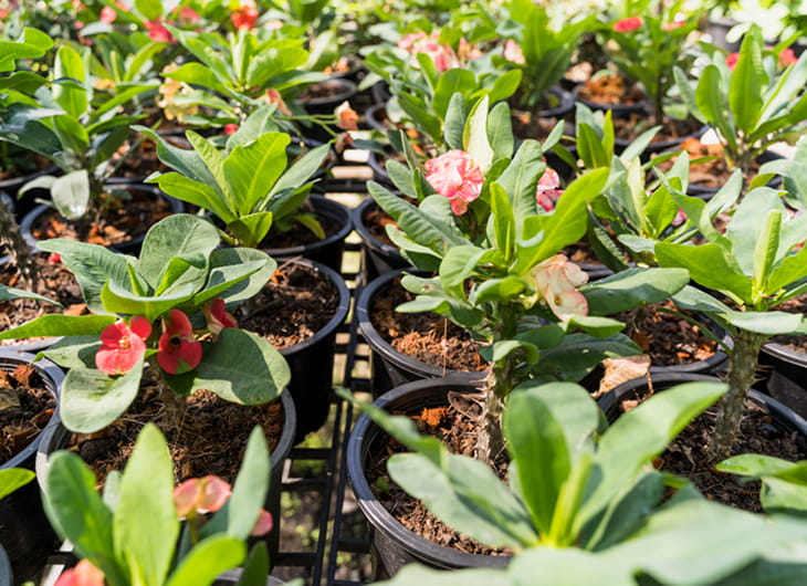 12 Tanaman Groundcover Paling Cepat Menutup Tanah di Iklim Tropis