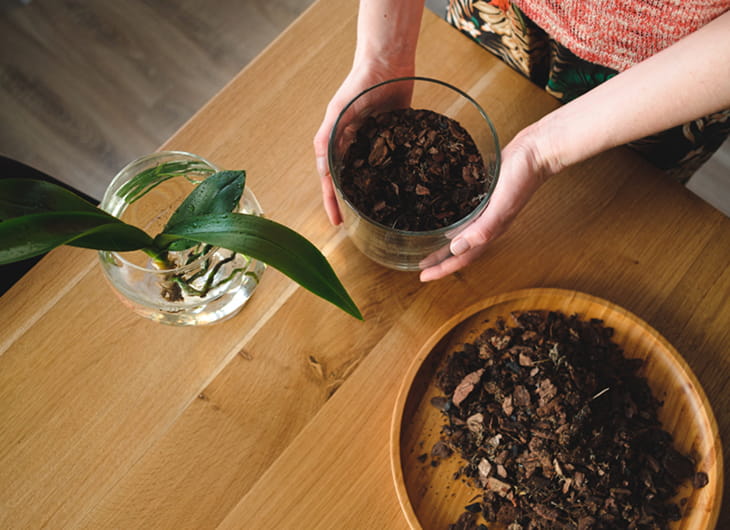 Cara Menghidupkan Kembali Tanaman yang Hampir Mati