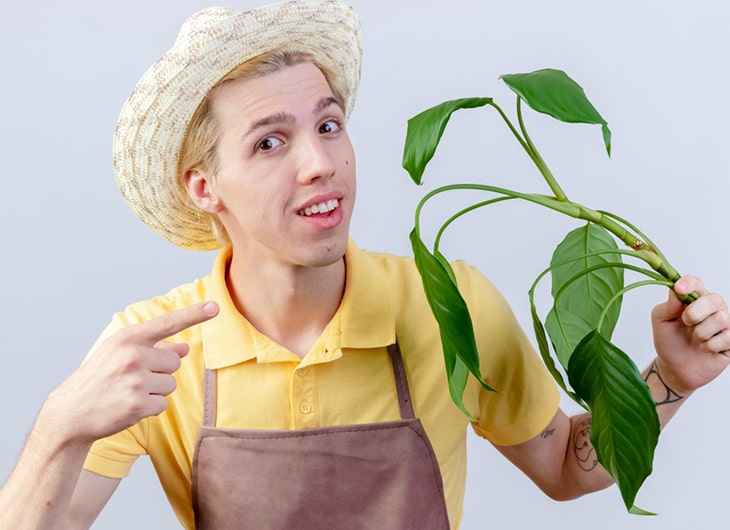 jasa perawatan taman, jasa rawat taman, jasa perawatan taman, harga perawatan taman per meter, jasa perawatan tanaman, biaya perawatan taman, jasa perawatan taman rumah