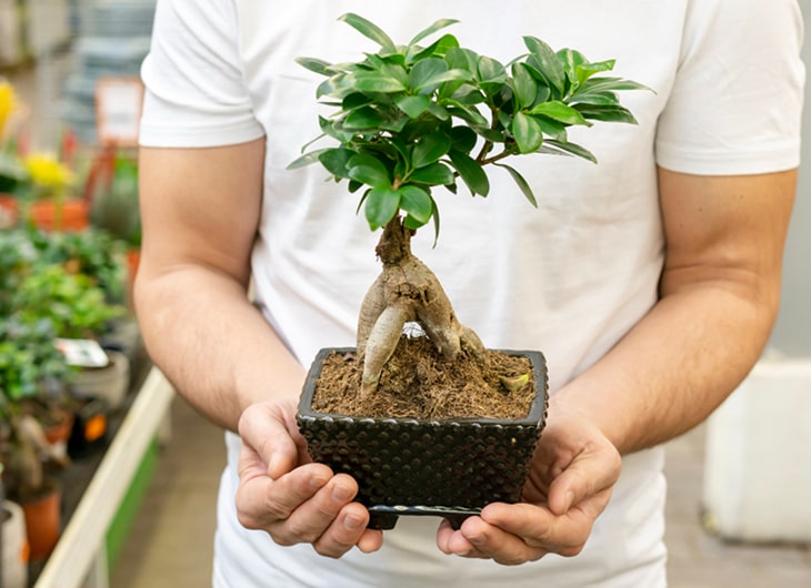 Cara Merawat Tanaman Bonsai di Taman
