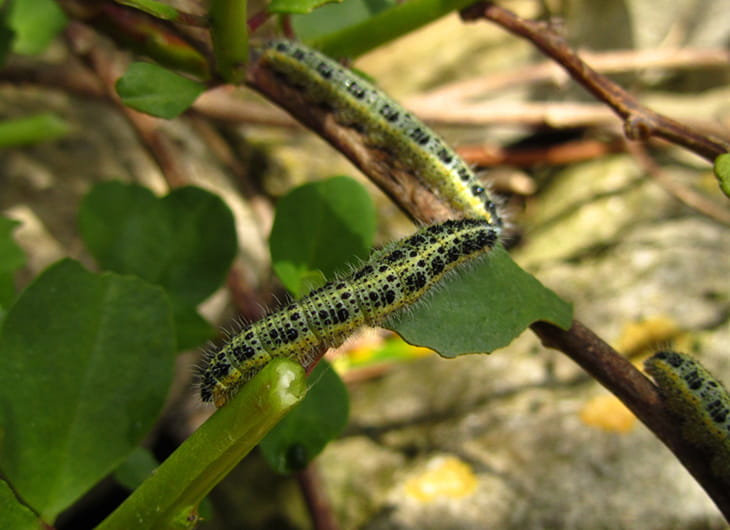 tukang taman, tukang taman terdekat, jasa taman, jasa tukang taman, tukang taman minimalis, pembuat taman, jasa taman terdekat, tukang taman vertikal, tukang taman murah, jasa taman murah, jasa tukang taman terdekat, jasa taman minimalis, harga jasa tukang taman, tukang taman hias, tukang taman profesional