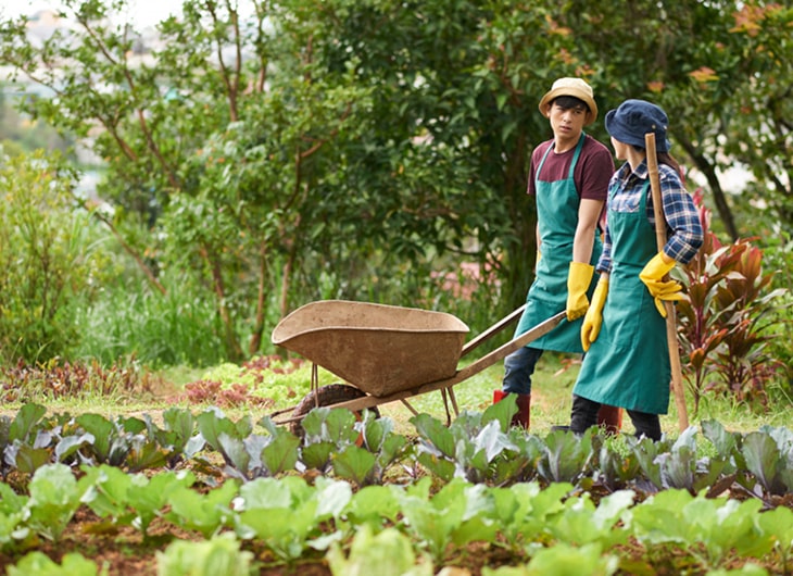 Jasa Pembuatan Taman untuk Perumahan dan Cluster