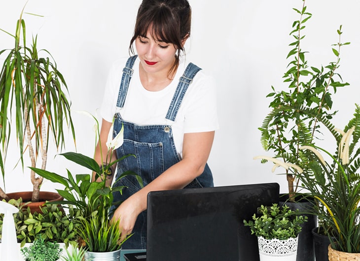 Jasa Perawatan Tanaman Indoor untuk Perkantoran