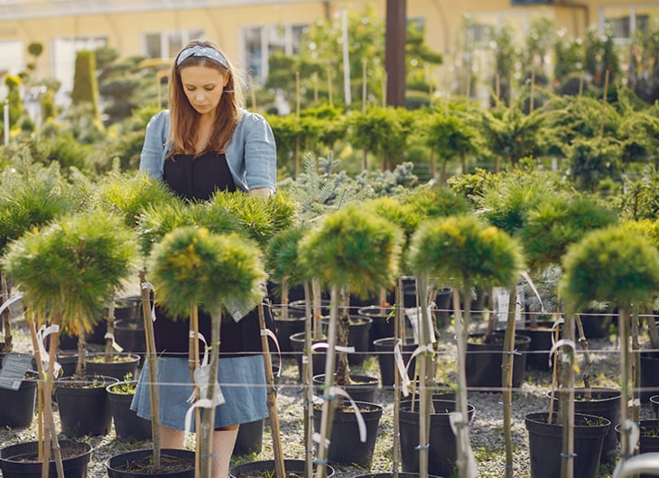 Jenis Pohon Hias Populer untuk Taman Tropis