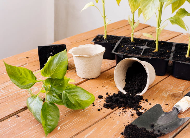 Jenis Pupuk Organik Terbaik untuk Tanaman Hias