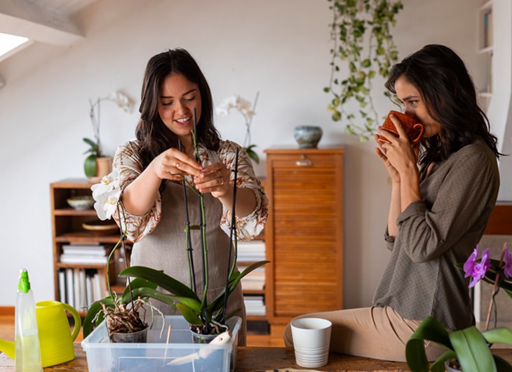 Panduan Lengkap Perawatan Tanaman Indoor di Rumah