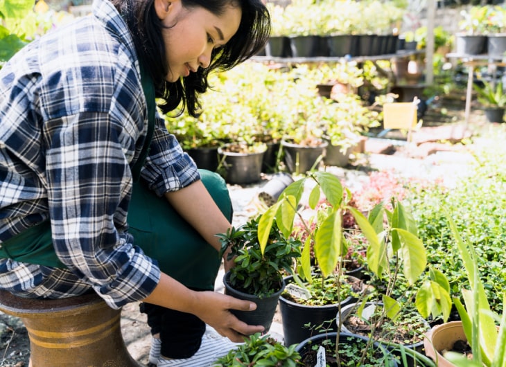 Pembuatan Taman di Lahan Sempit: Tips dan Triknya