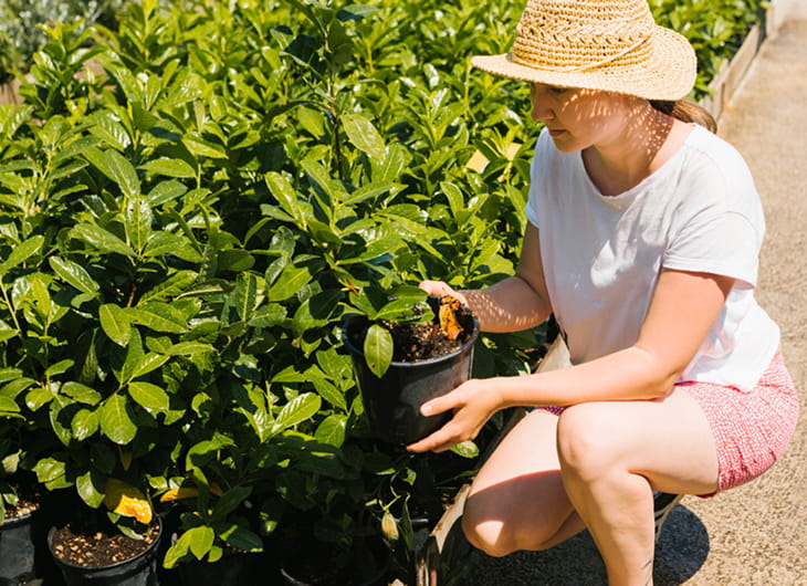 Tanaman Beraroma Harum untuk Taman Kecil (Bukan Melati Doang)