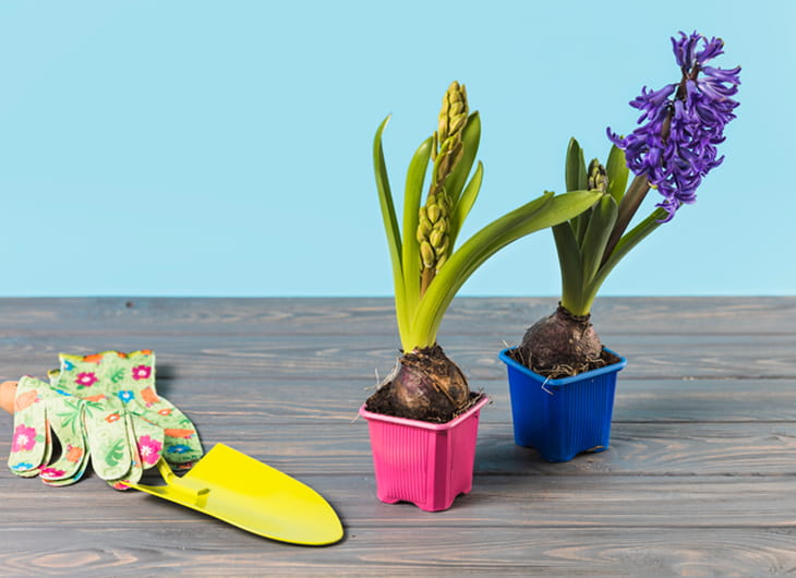 Tanaman Berbunga untuk Taman Minimalis: Kombinasi Warna yang Bagus