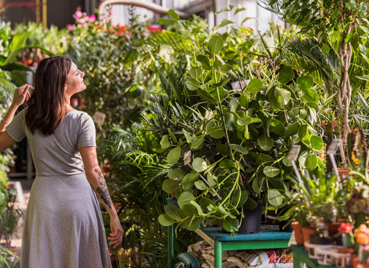 Tanaman Hias Tahan Hujan untuk Area Terbuka tanpa Kanopi