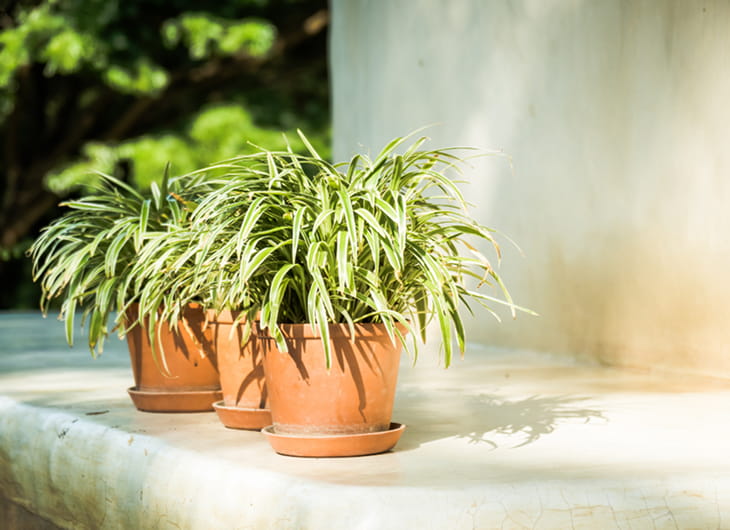 Tanaman Hias Tahan Panas untuk Teras Menghadap Barat