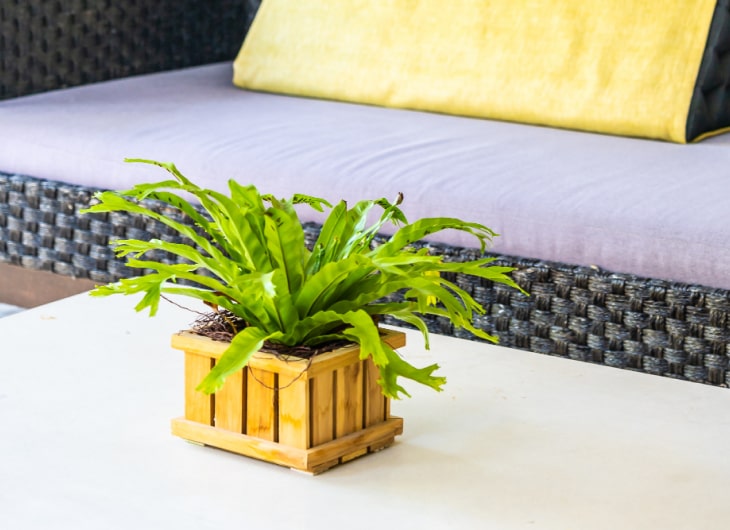 Tanaman Hias yang Menarik untuk Memperindah Kamar