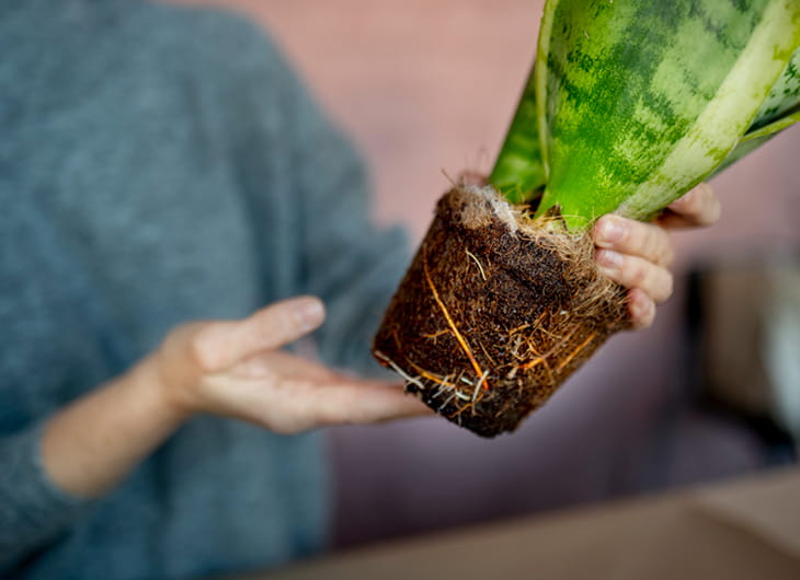 Tanaman Peneduh yang Akar Tidak Merusak Pondasi Rumah