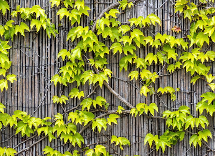 tukang taman, tukang taman terdekat, jasa taman, jasa tukang taman, tukang taman minimalis, pembuat taman, jasa taman terdekat, tukang taman vertikal, tukang taman murah, jasa taman murah, jasa tukang taman terdekat, jasa taman minimalis, harga jasa tukang taman, tukang taman hias, tukang taman profesional