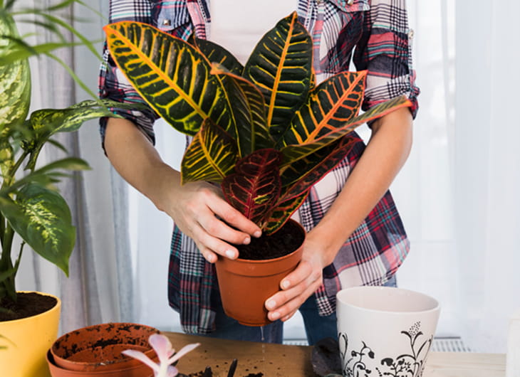 Tips Memilih Pot Tanaman yang Sesuai dengan Ruangan