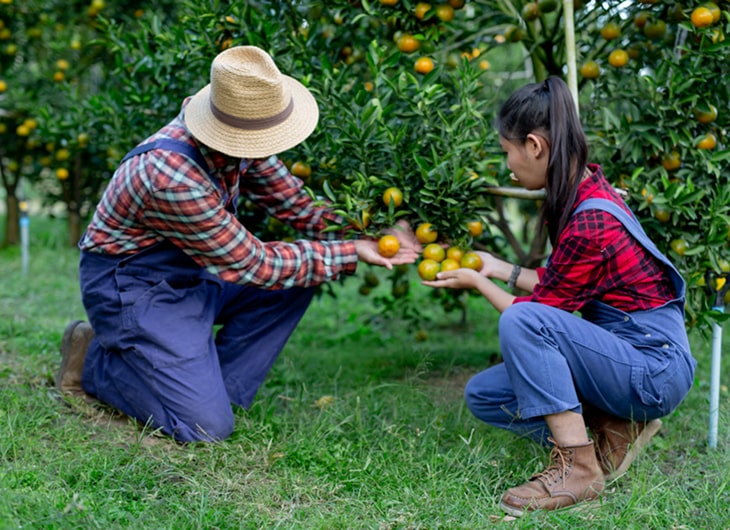Tips Perawatan Taman dengan Tanaman Buah