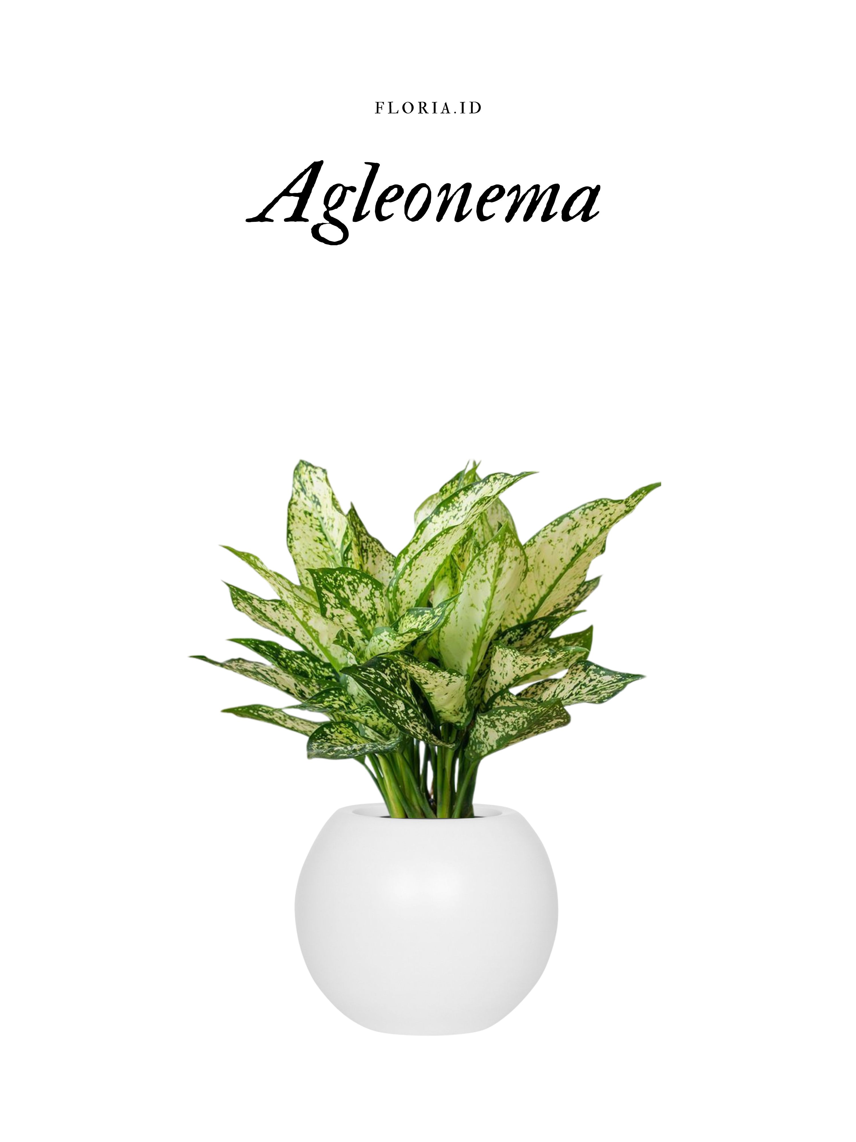 Aglonema