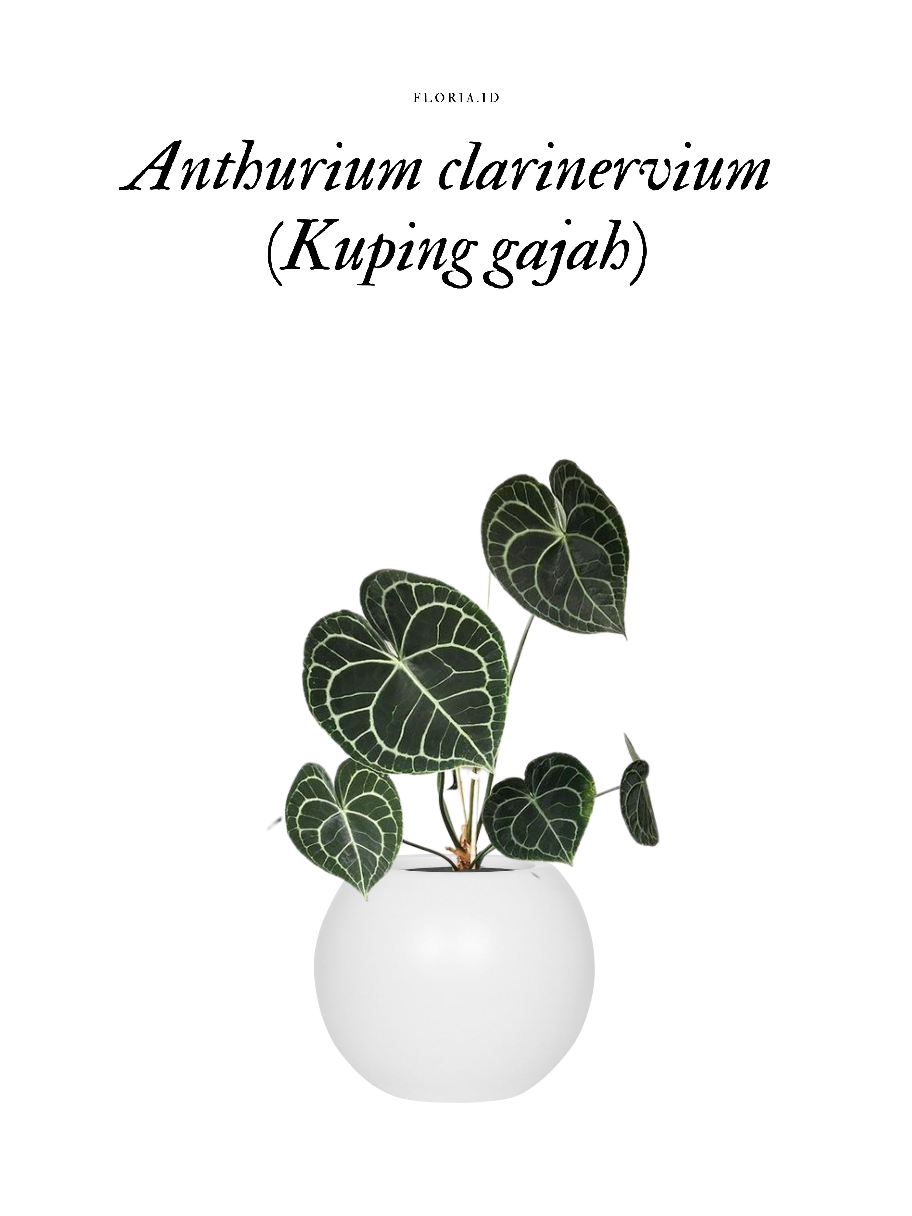 Anthurium