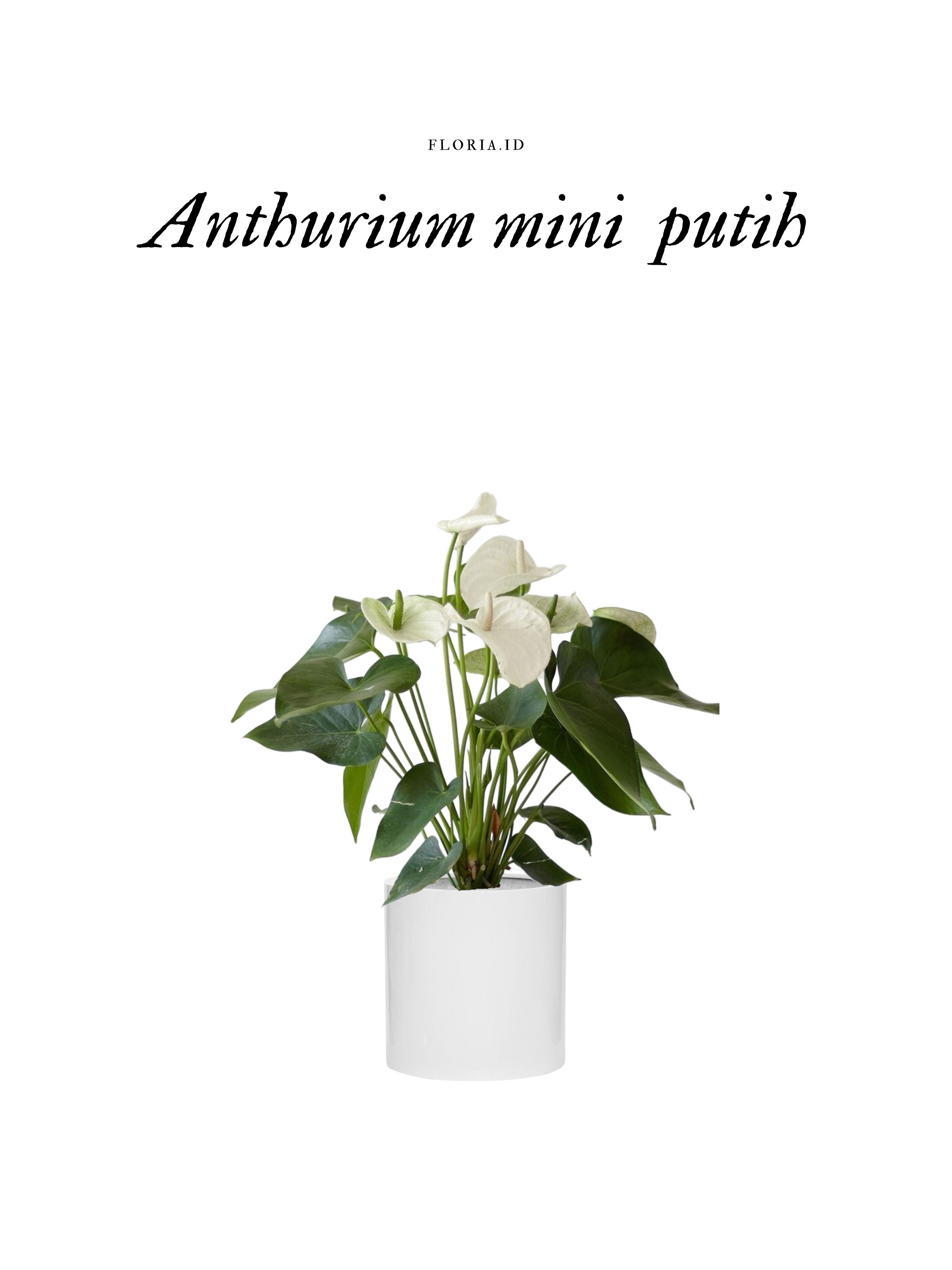 Anthurium Mini Putih