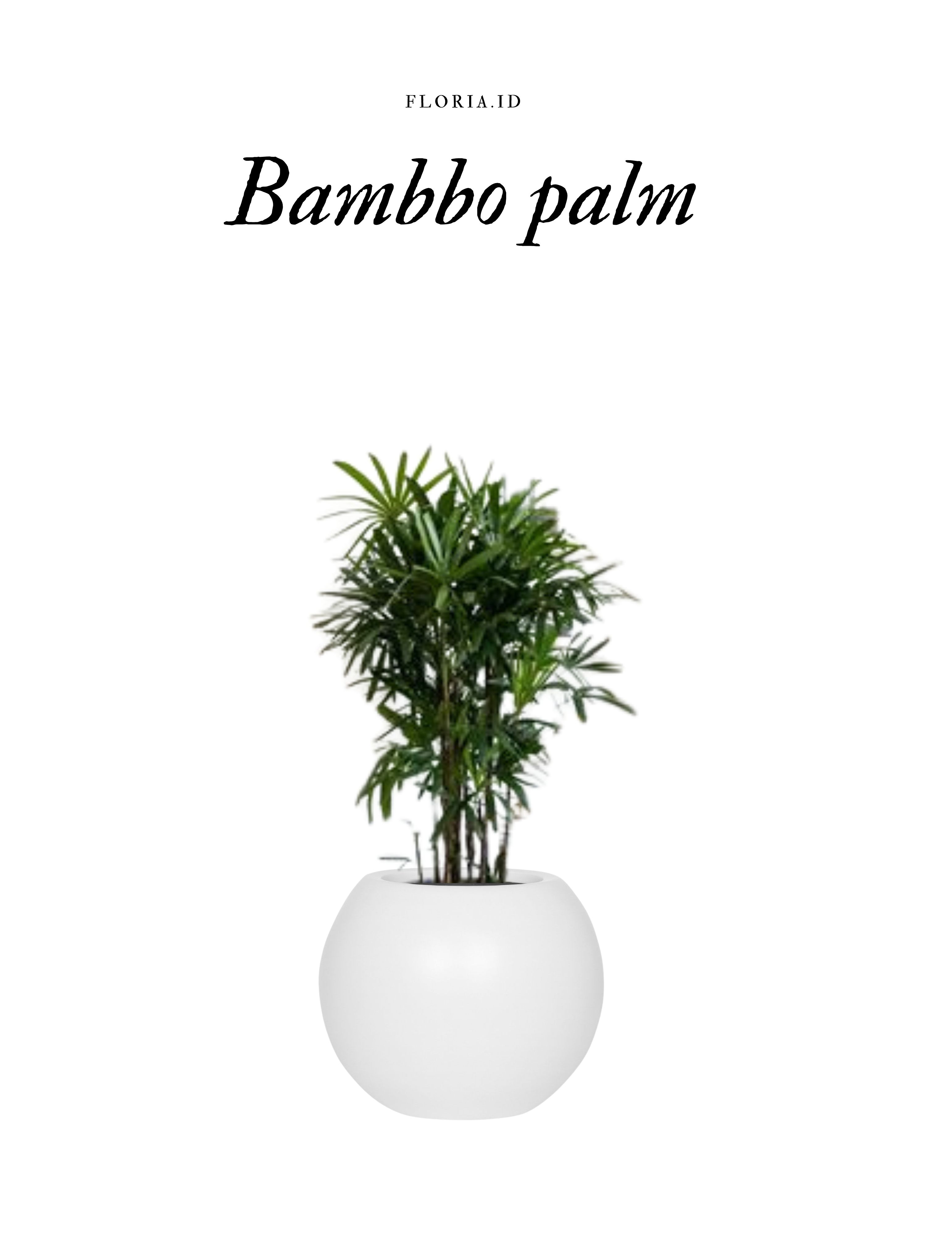 Bambo Plant