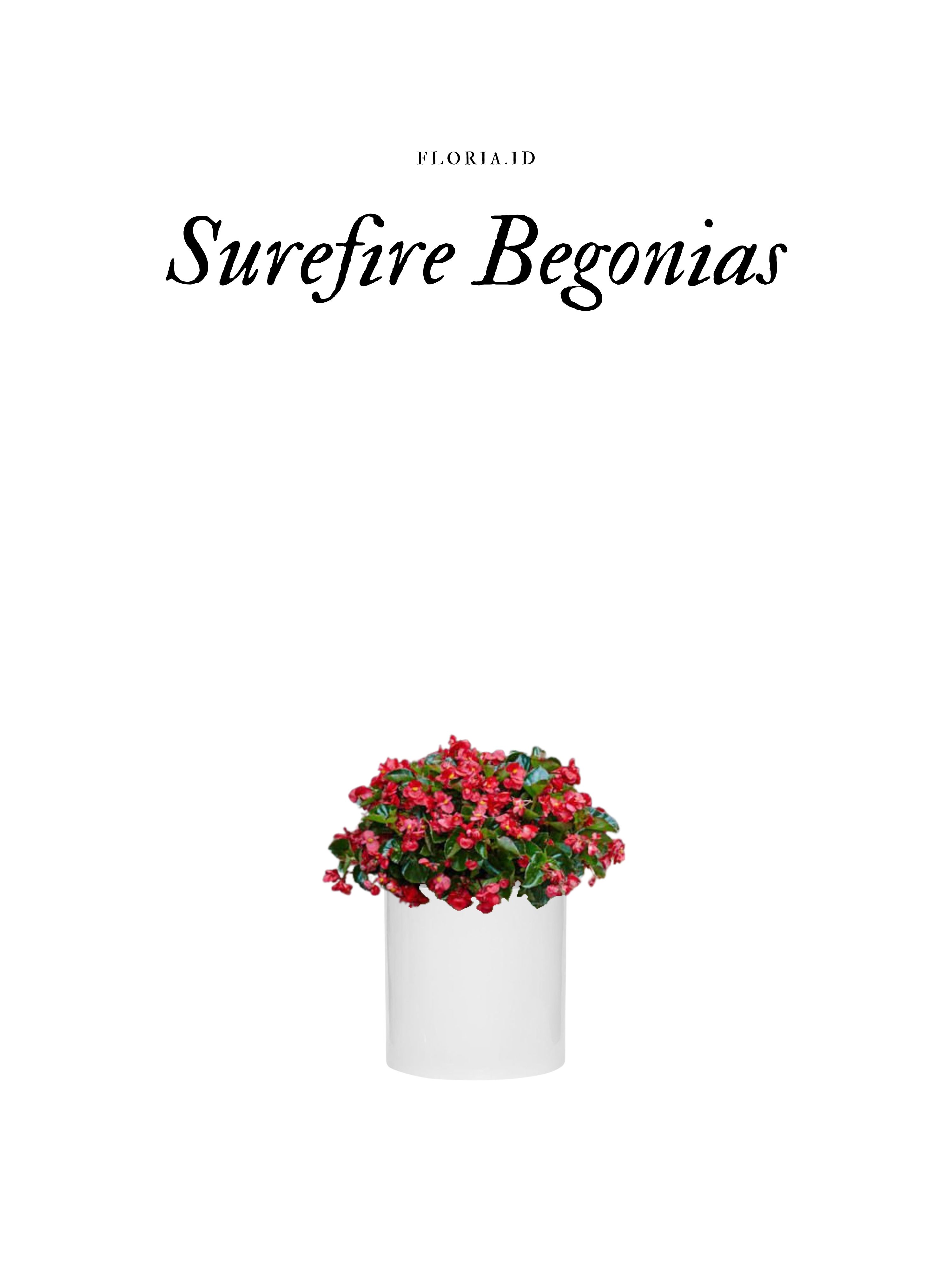 Begonias
