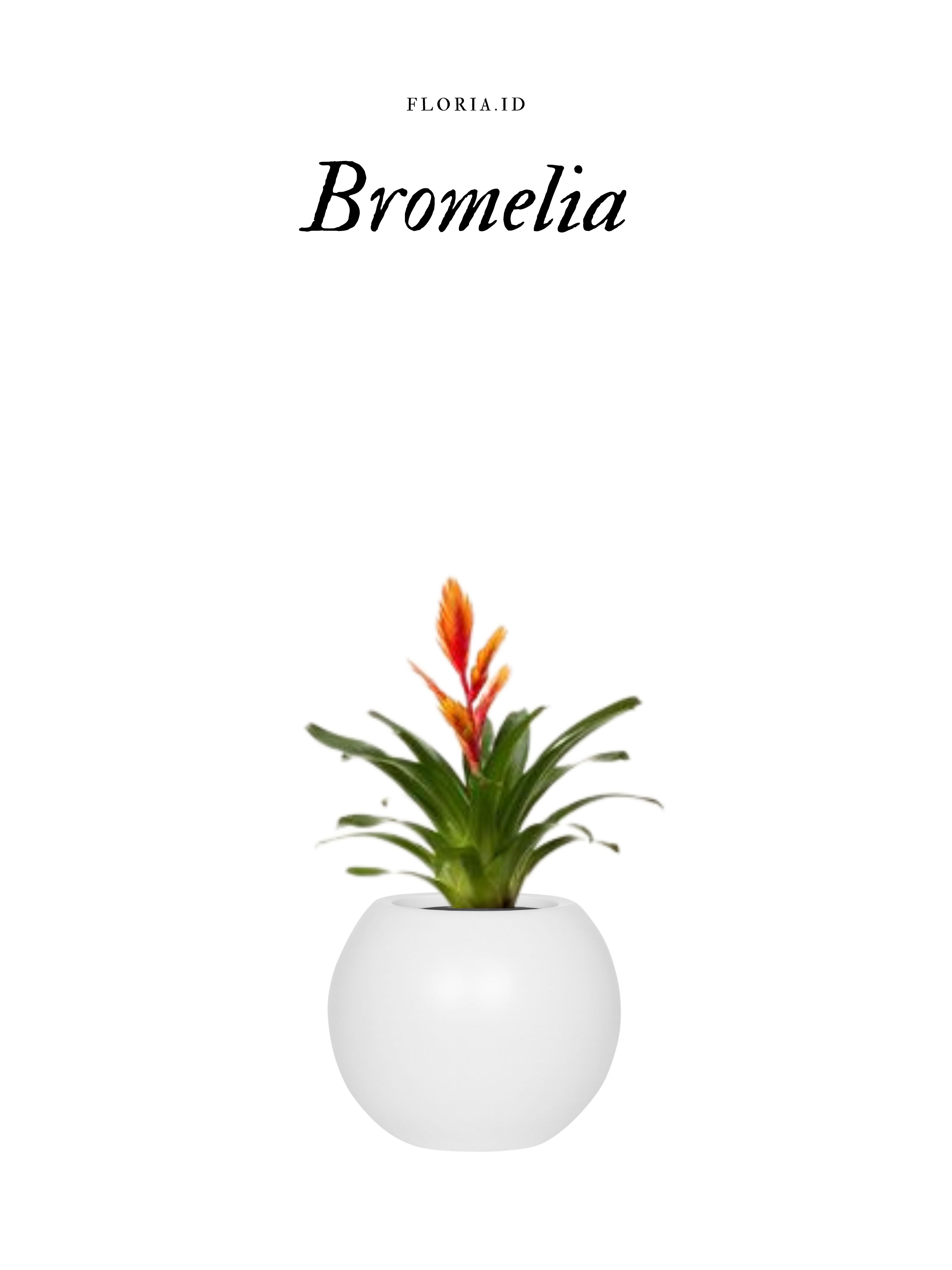 Bromelia