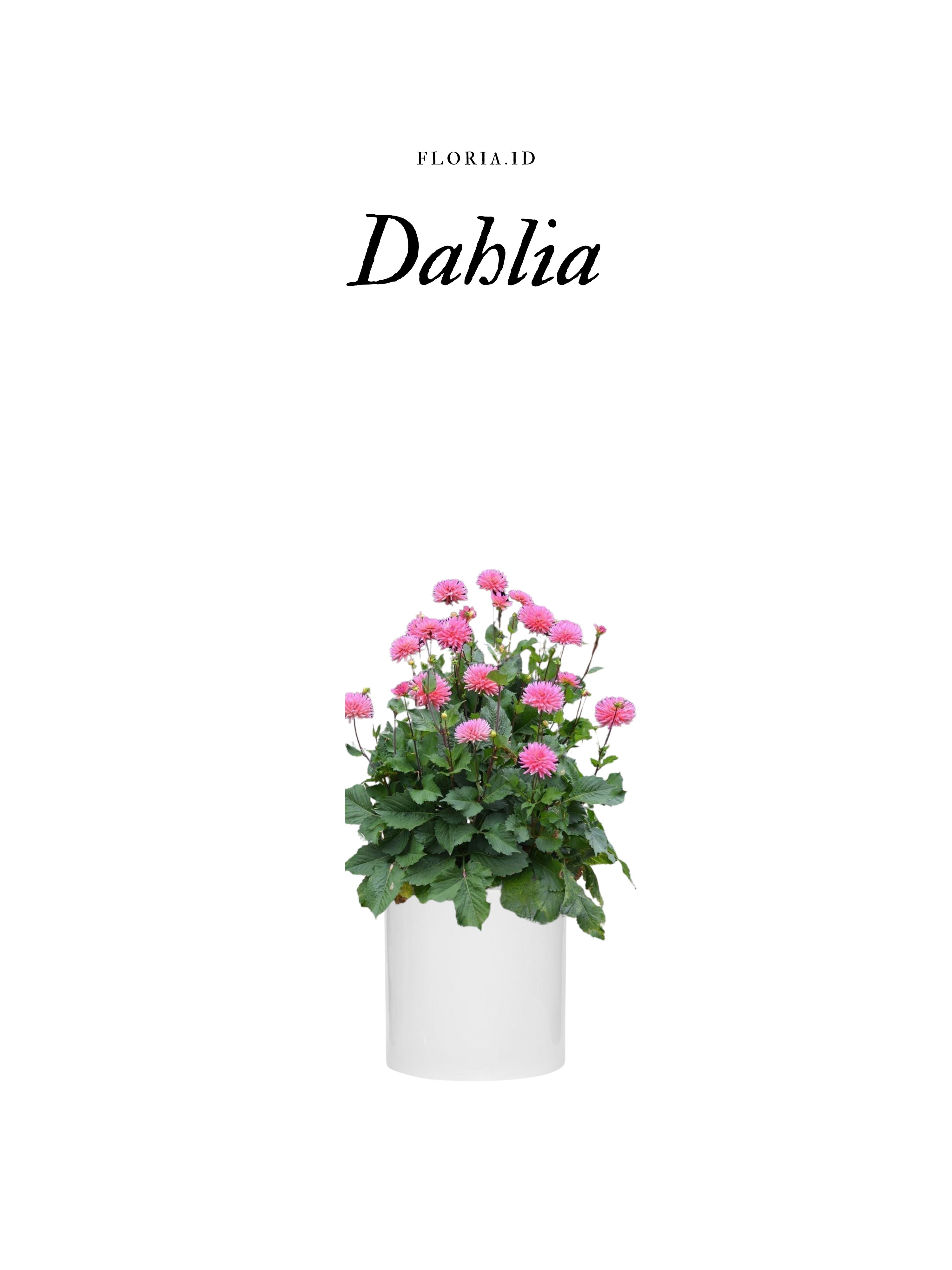 Bunga Dahlia