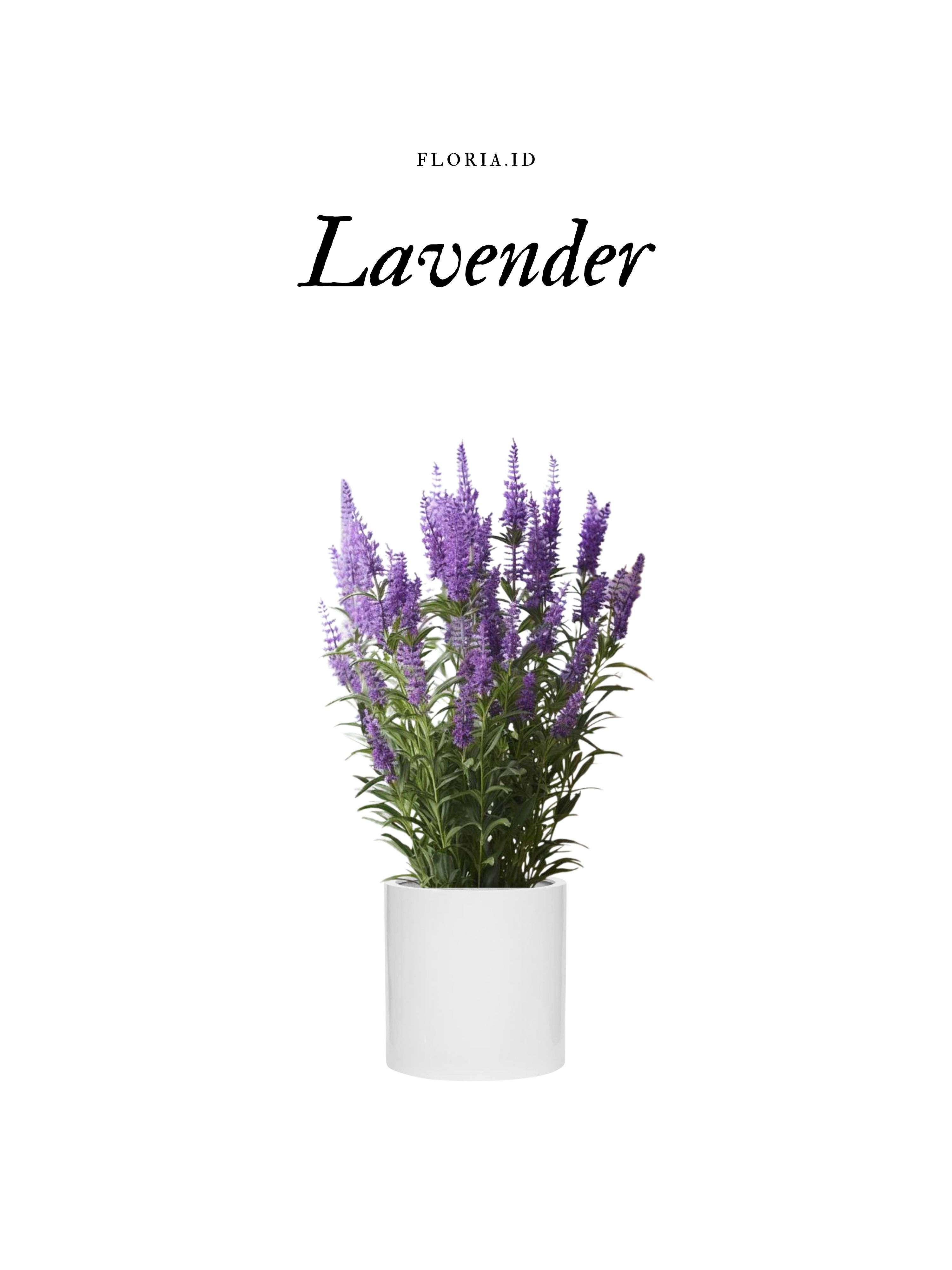 Lavender