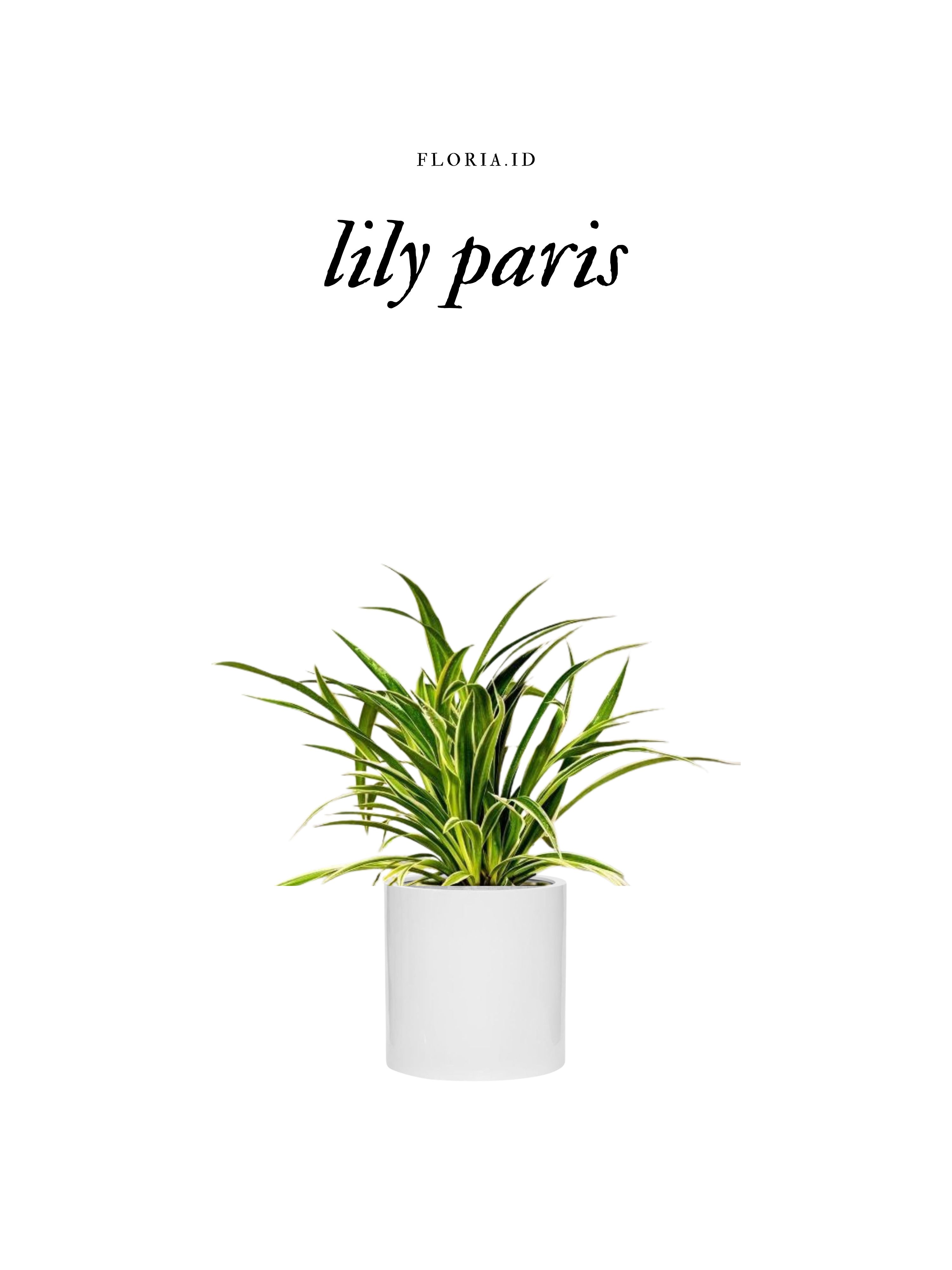 Lili Paris
