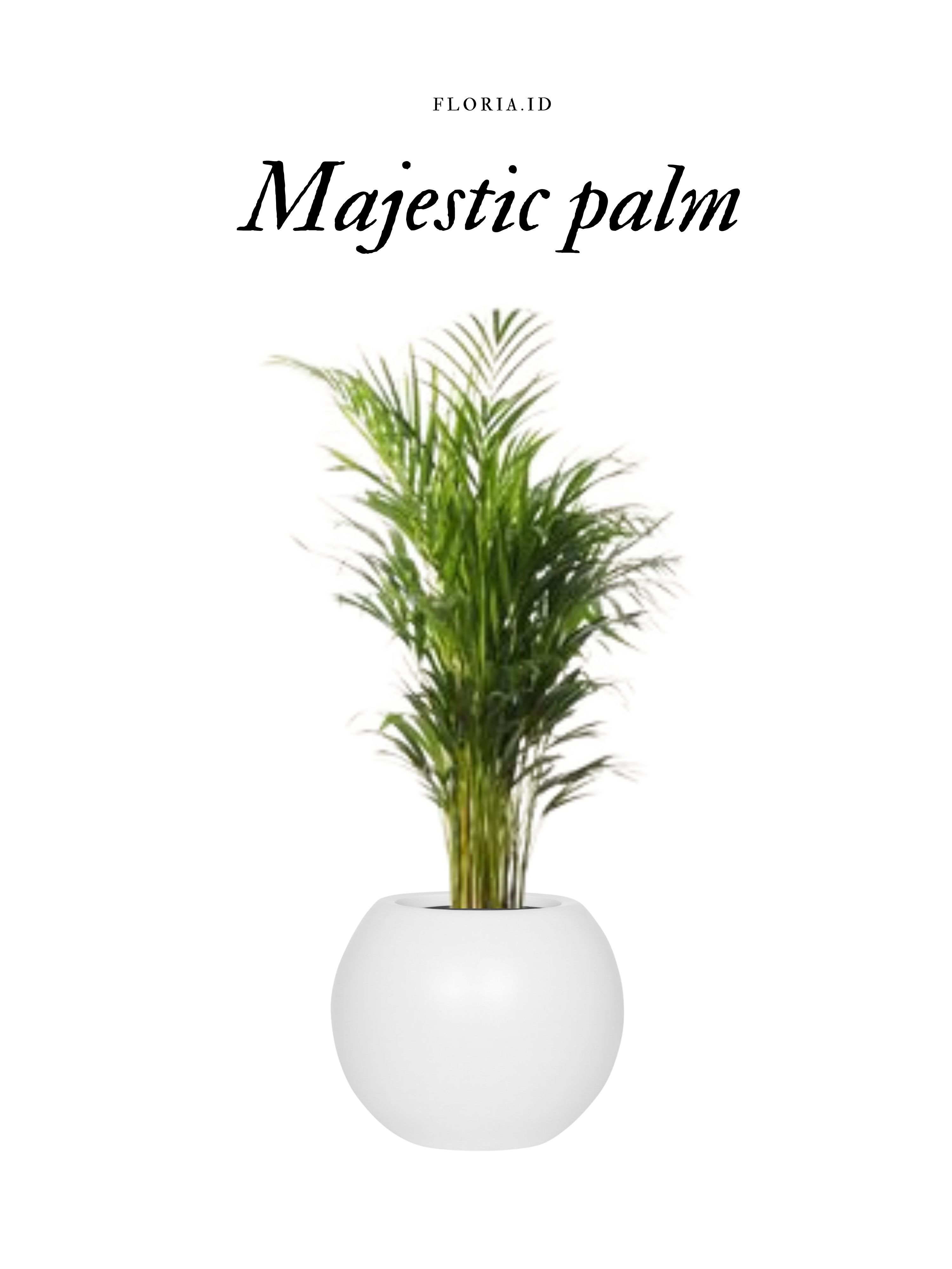 Majastic Palm