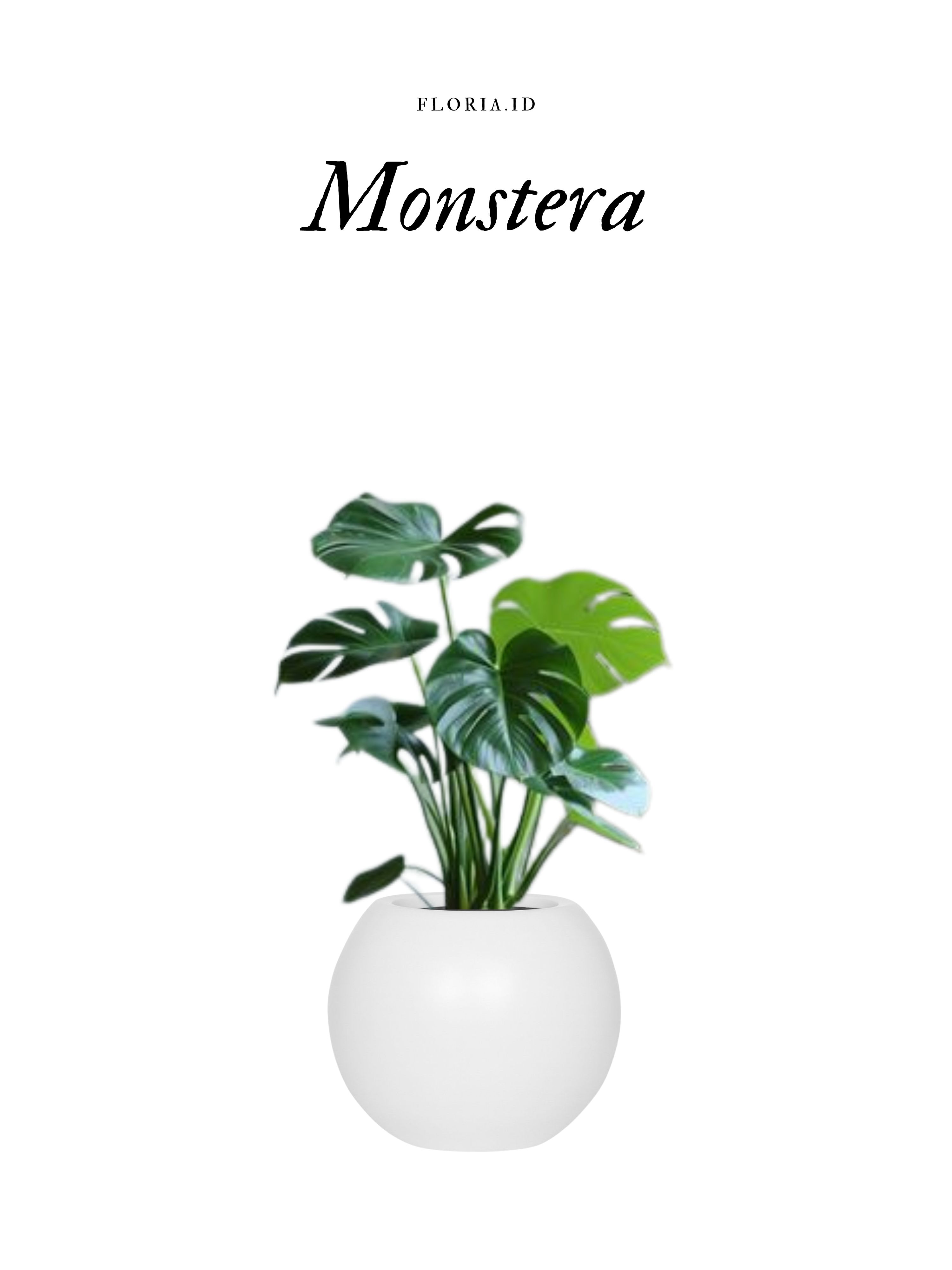 Monstera