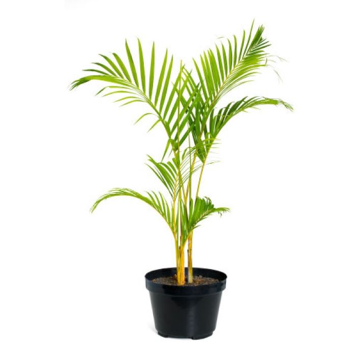 Palm Kuning