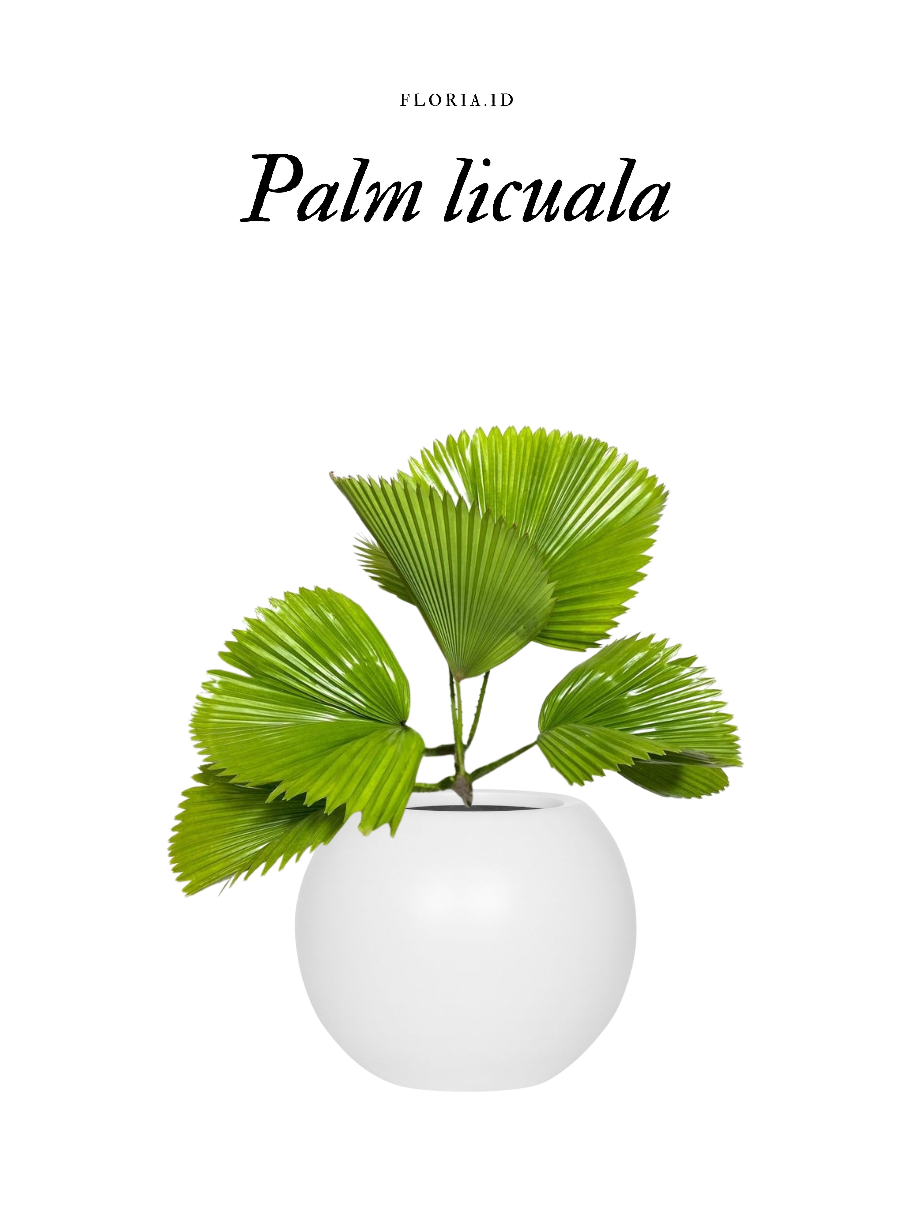 Palm Licuala (Palm Kipas)