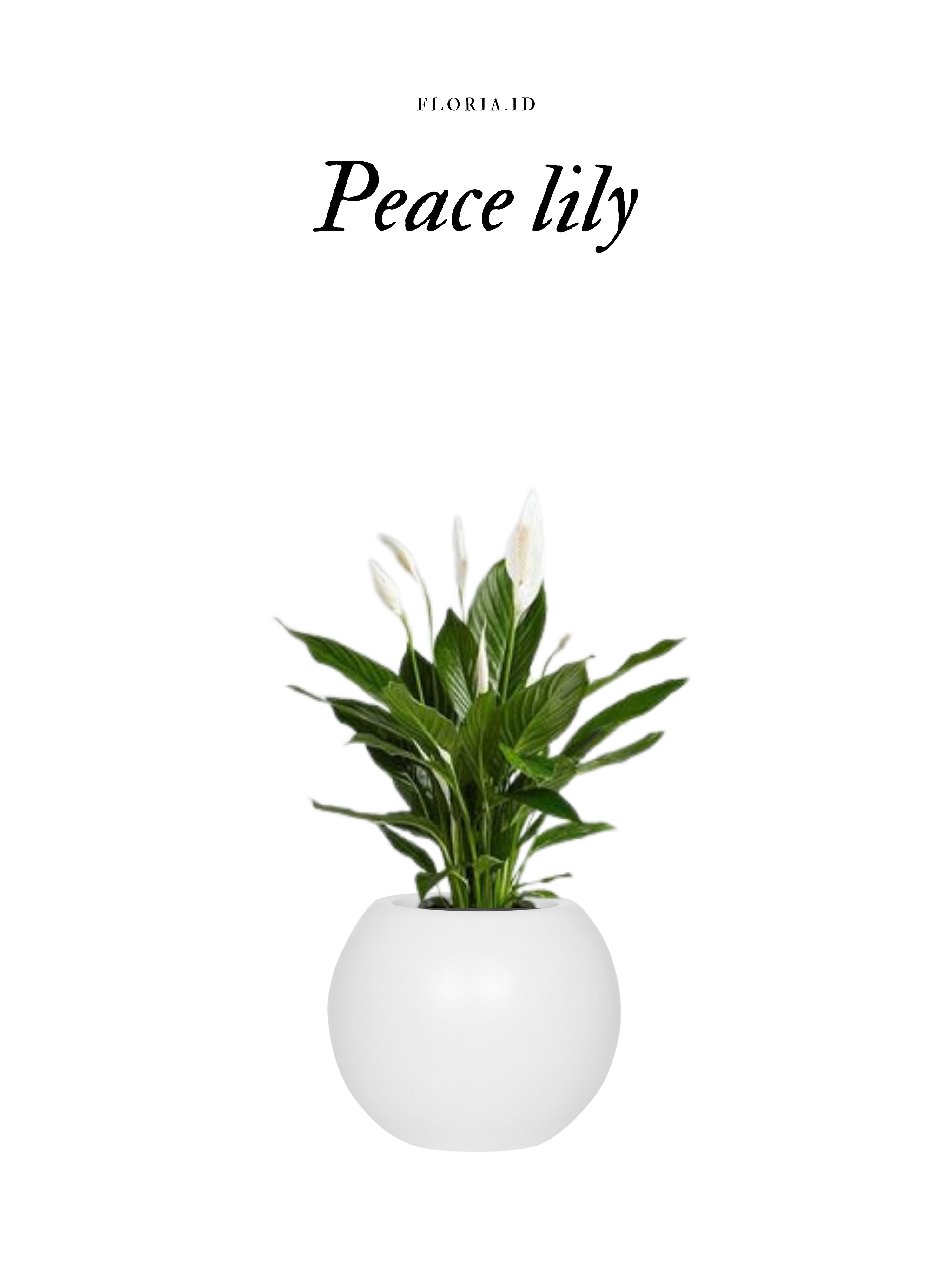Peace Lily