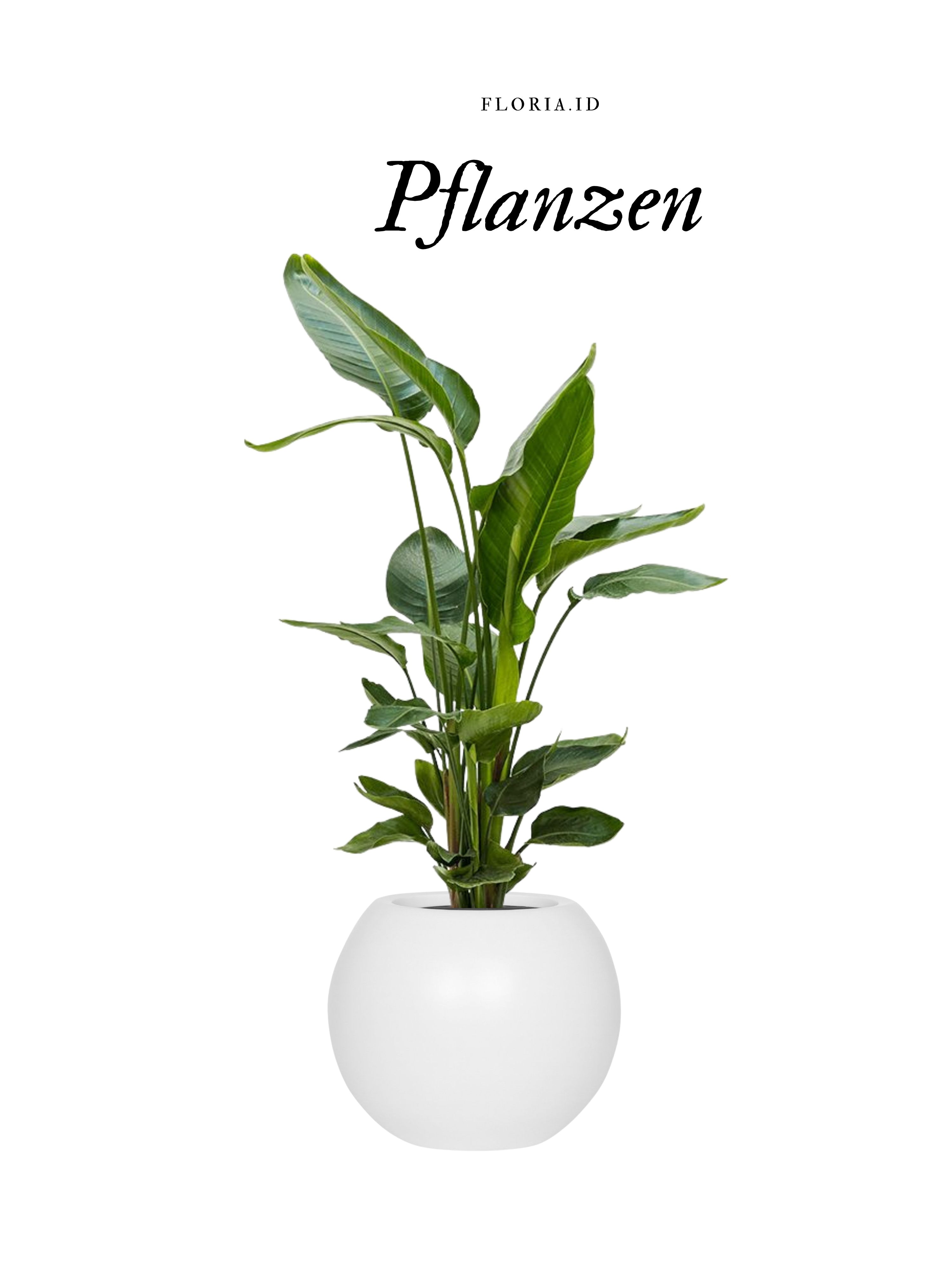 Pflanzen