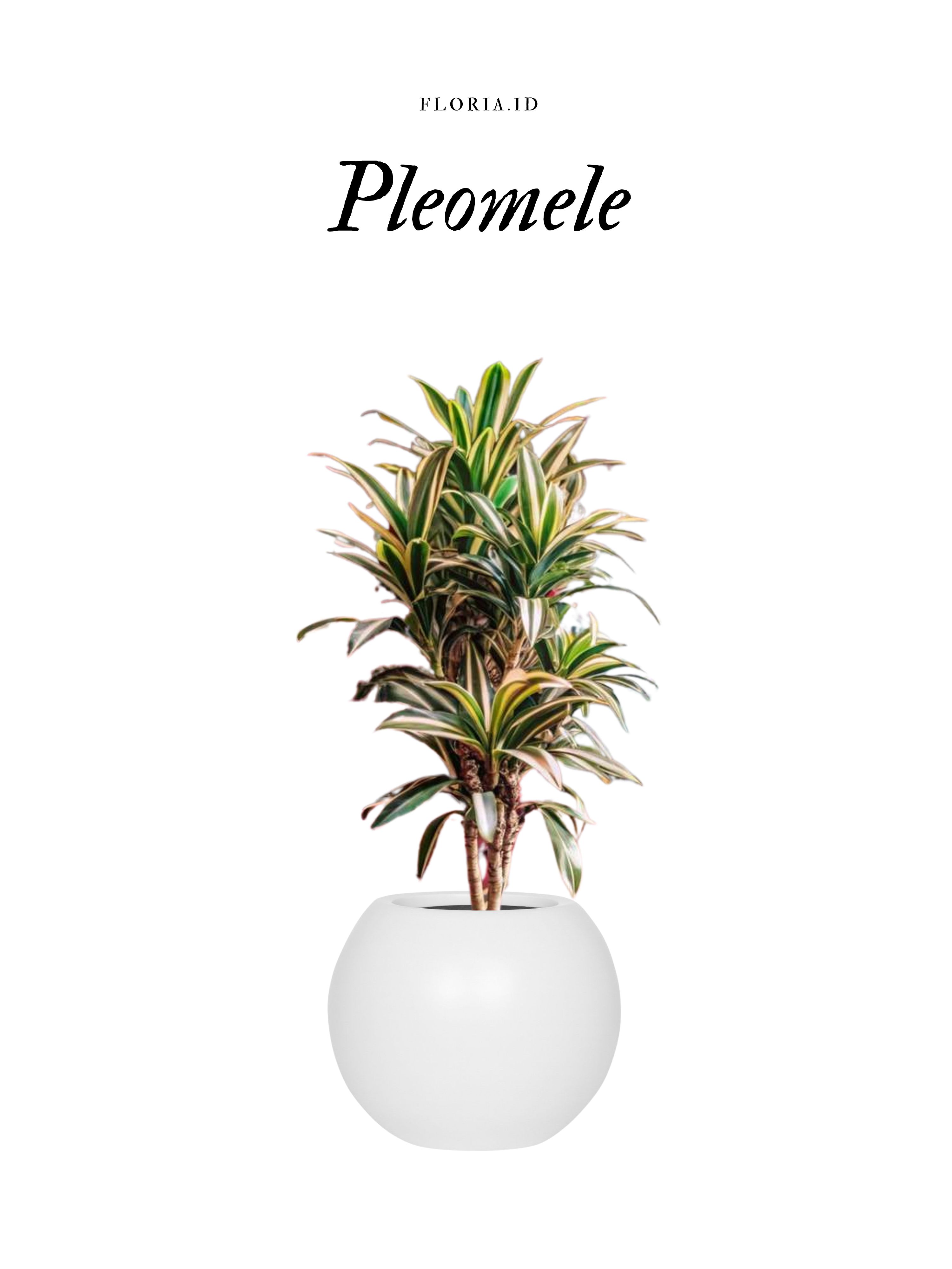 Pleomele (Tanaman Hias Suji)