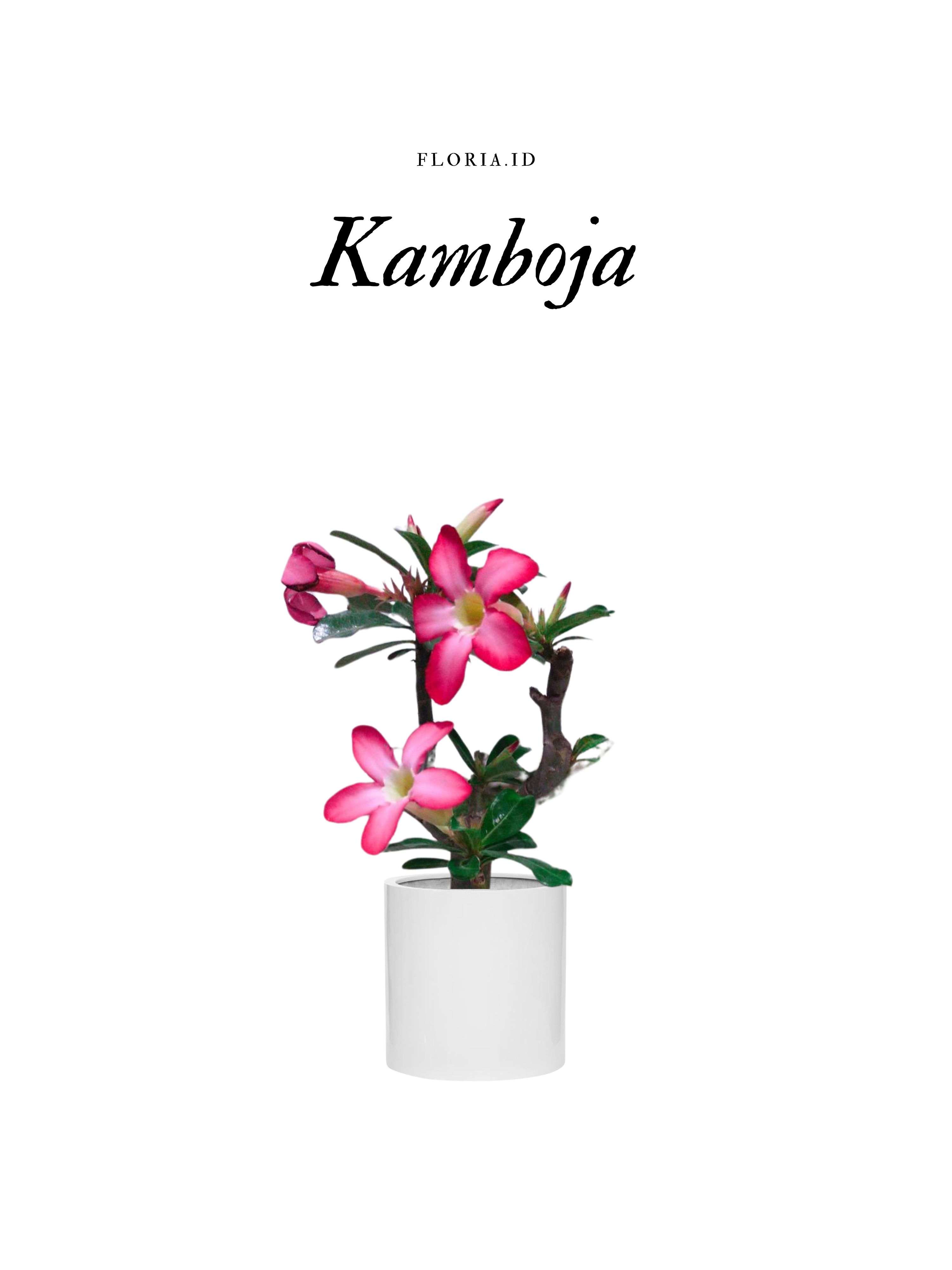 Pohon Kaboja