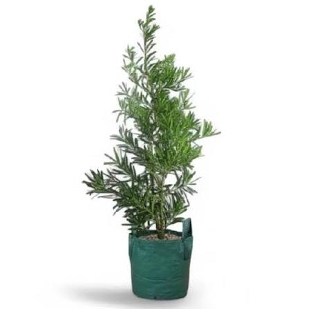Pohon Lohansung