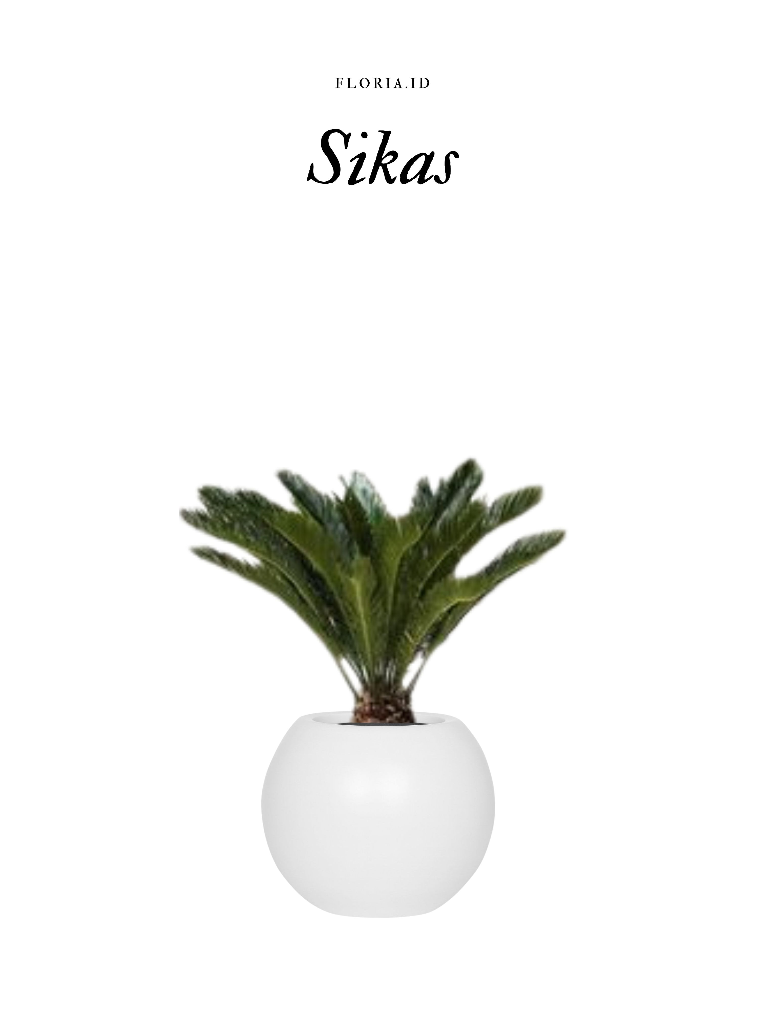 Pohon Sikas