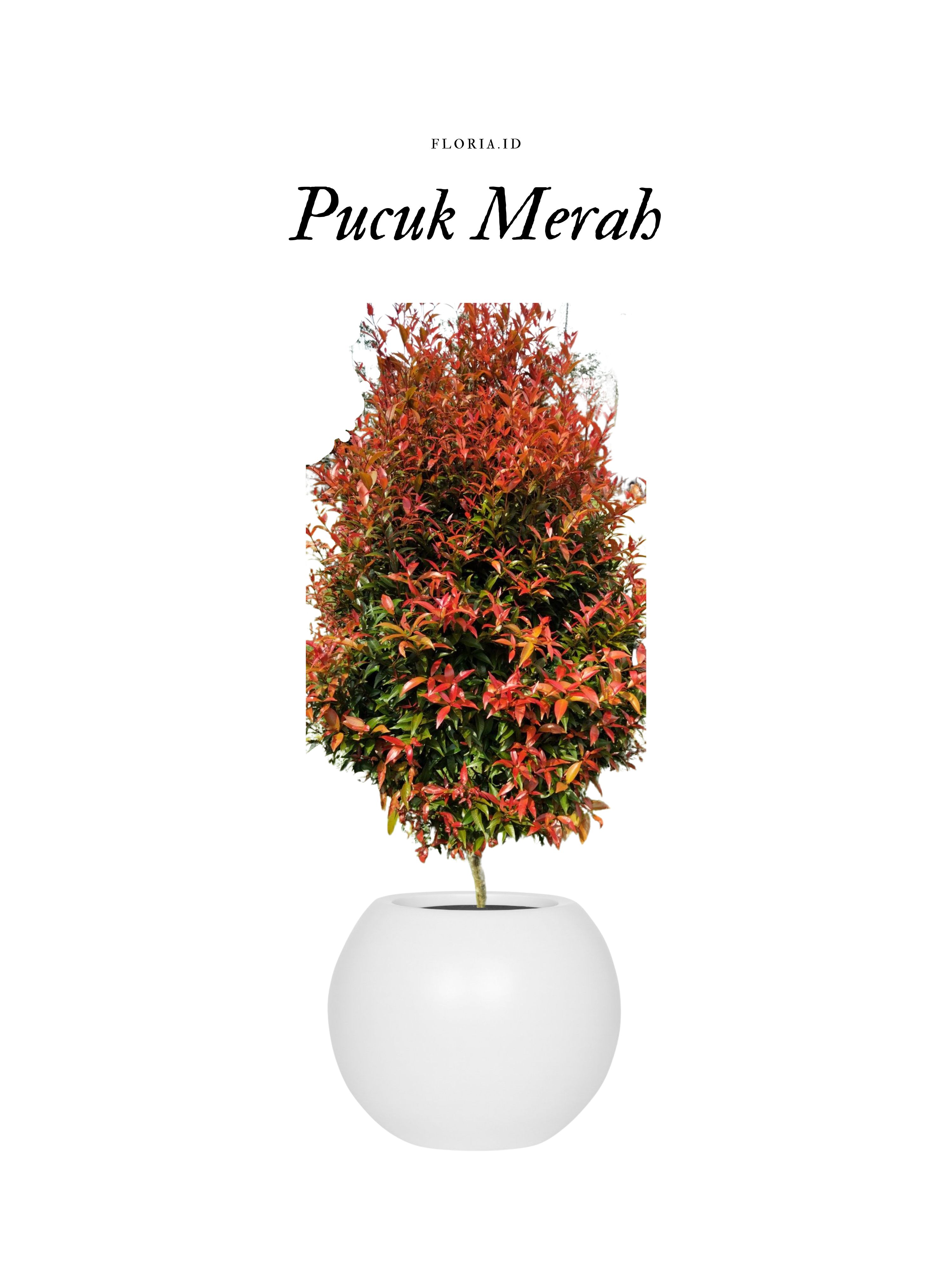 Pucuk Merah