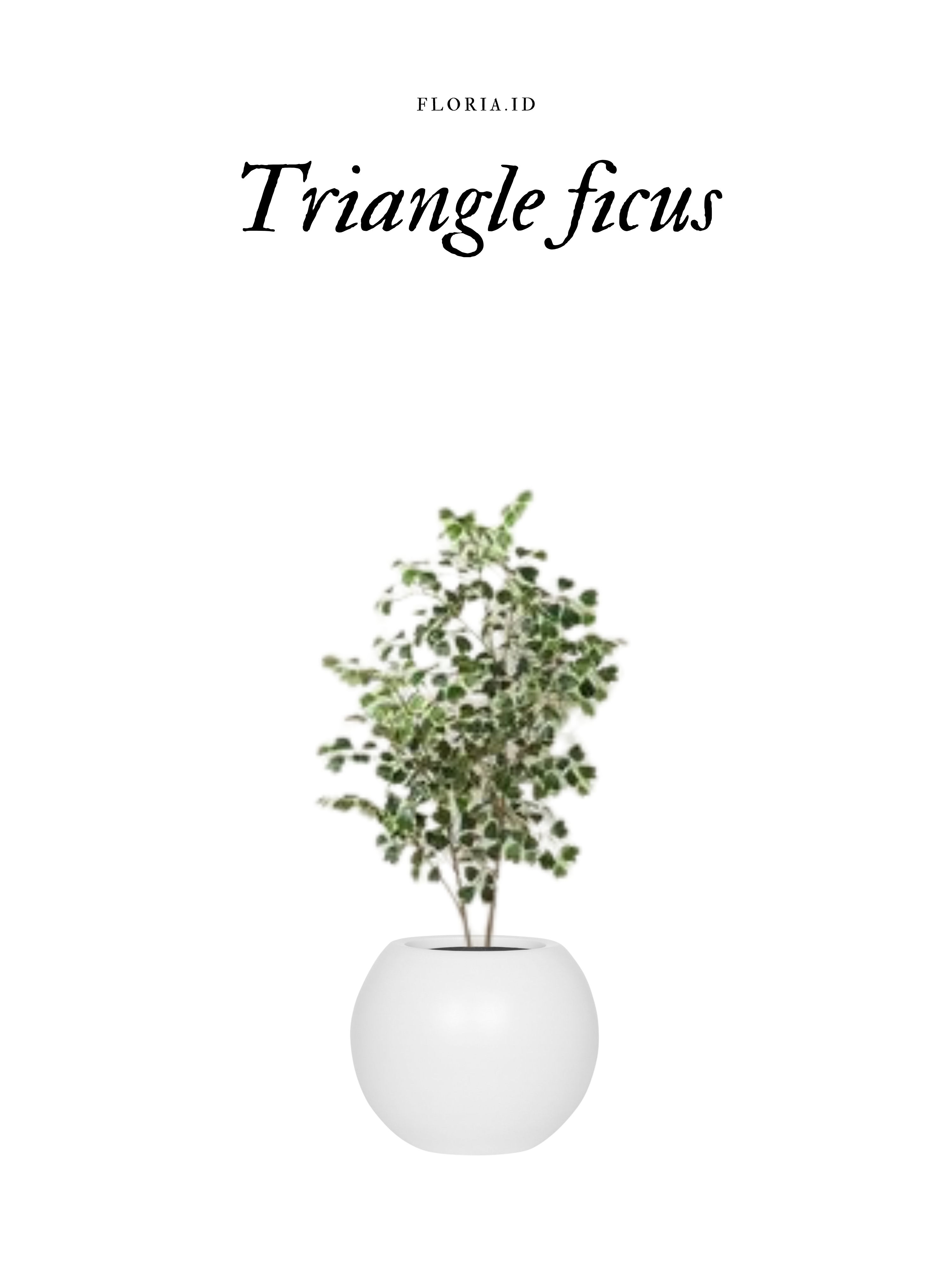 Triangle Ficus