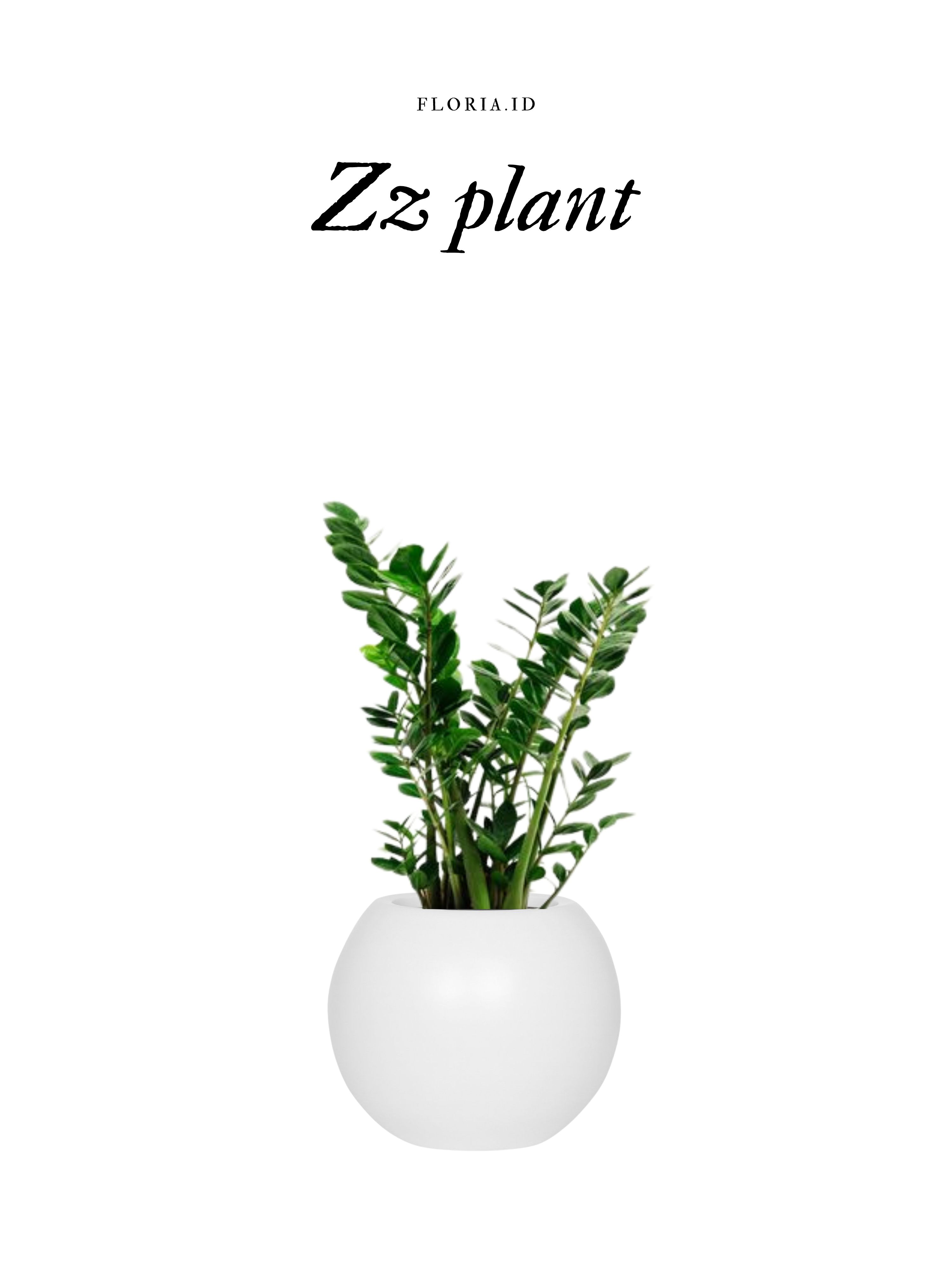 Zz Plant